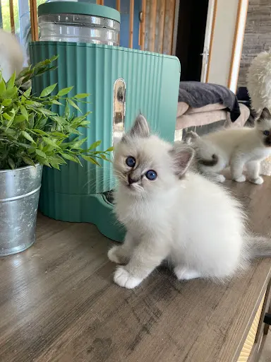 Chatterie des Douceurs de Jade