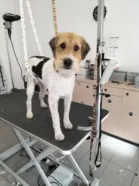 Liberté Toilettage Chien et Chat