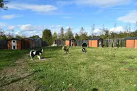 La Colo de Maestro - Pension Canine
