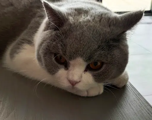 Chatterie Monkey Mia : Élevage Chats British Shorthair et Longhair, Bordeaux, Gironde, Nouvelle-aquitaine