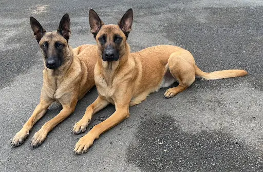 Éducateur Canin Diplômé d'État J-luc Éduc
