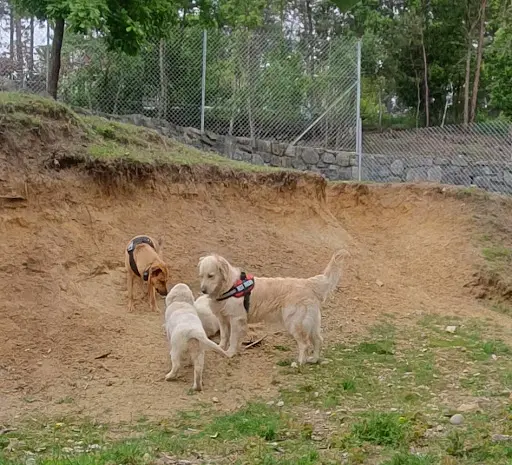 Auberge Canine de Saint Pierre