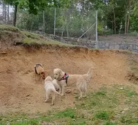 Auberge Canine de Saint Pierre