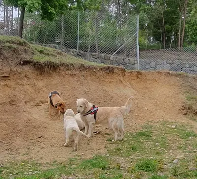 Auberge Canine de Saint Pierre