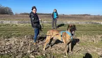 Chien au Top - Éducateur Comportementaliste Canin