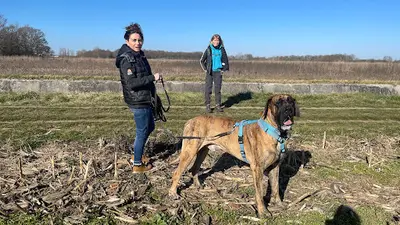 Chien au Top - Éducateur Comportementaliste Canin