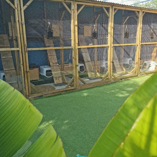 Chez Kisbee - Pension Pour Chats À la Réunion 974