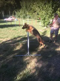 Les Copains D’inook, Éducation Canine Oléron