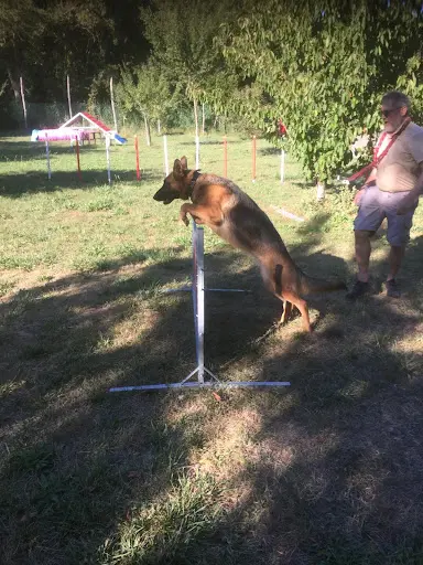 Les Copains D’inook, Éducation Canine Oléron