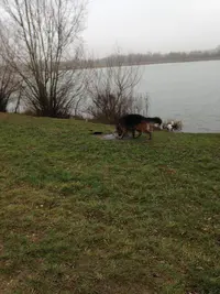 Val Eure Éducateur Canin