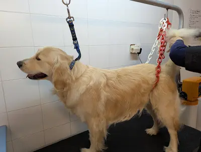 E Pilat Chien