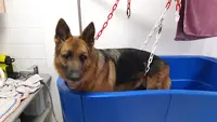 Dog Kimouss