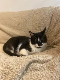 Le Chat Hôtel