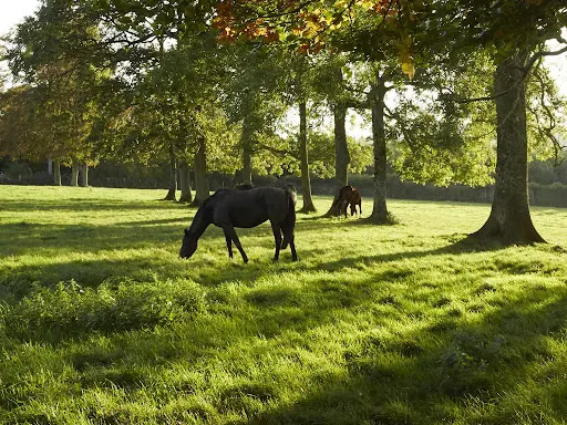 Haras de l'Etre