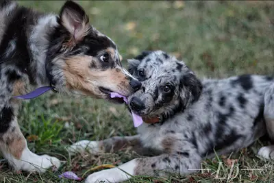 Elevage des Gingko Bleus Border Collie et Whippet