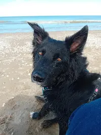 Mydog - Educateur Canin