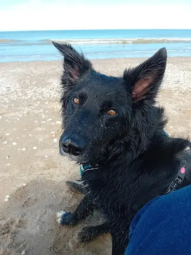 Mydog - Educateur Canin