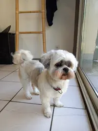 Naessens Nathalie Lilidog