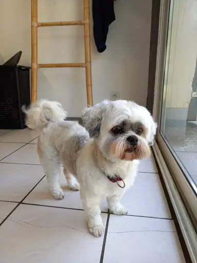Naessens Nathalie Lilidog