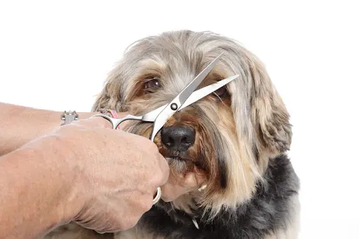 Doogy Dog