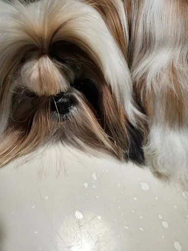 Shih-tzu - du Domaine de la Petite Marinette (76)