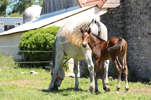 Equestre Deuquet et Fils