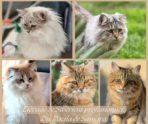 Elevage de Sibériens du Pacha de Samara