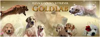 Elevage Goldlab - Golden Retriever