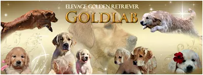 Elevage Goldlab - Golden Retriever