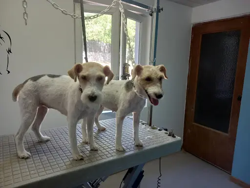 Canin Félin Toilettage