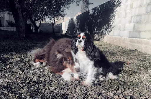 Dogs United