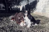 Dogs United