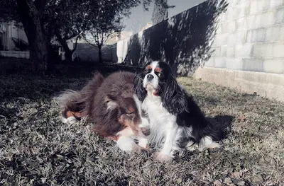 Dogs United