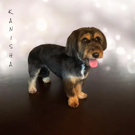 Kanisha :toilettage
