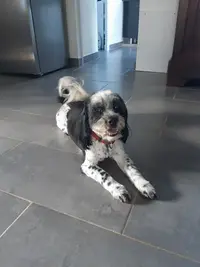 Les Doggychou