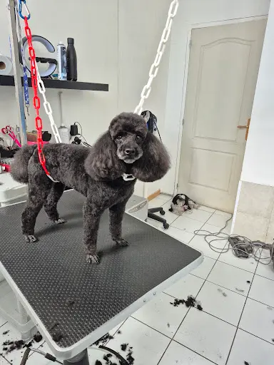 Atelier Méli Mélo Toiletteur Pour Petits et Gros Chiens