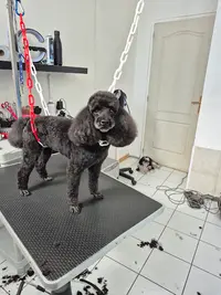 Atelier Méli Mélo Toiletteur Pour Petits et Gros Chiens
