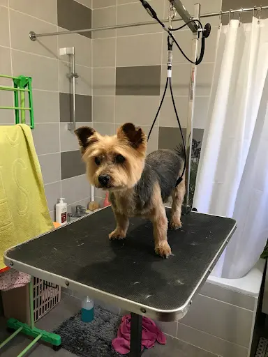 Dog Fantasy - Toilettage À Domicile