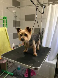 Dog Fantasy - Toilettage À Domicile