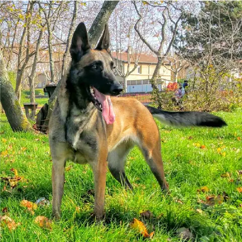 Julien Edu Canine
