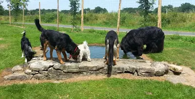 Complicité Canine 87