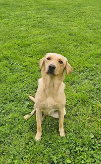 Aec - Aisne Éducation Canine