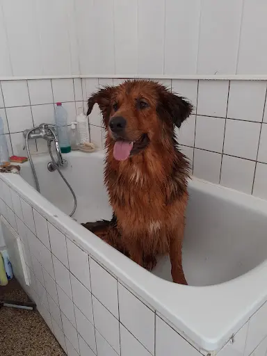Apres Midi de Chien