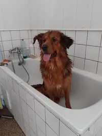 Apres Midi de Chien
