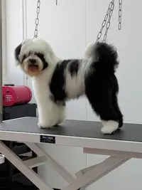 Dog Beauty