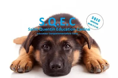 Saint Quentin Éducation Canine