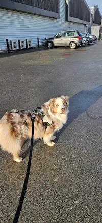Scoubi Dog