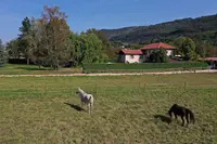 Solstis Arabians