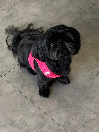 Art Dog Toilettage