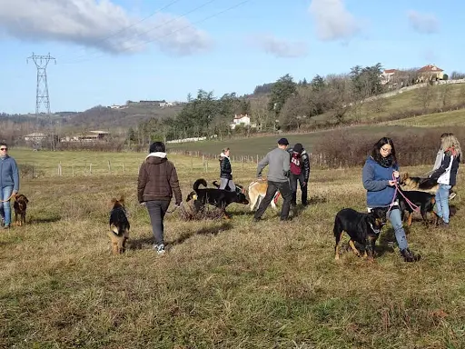 Lavore Saint -regis du Coin Éducateur Canin